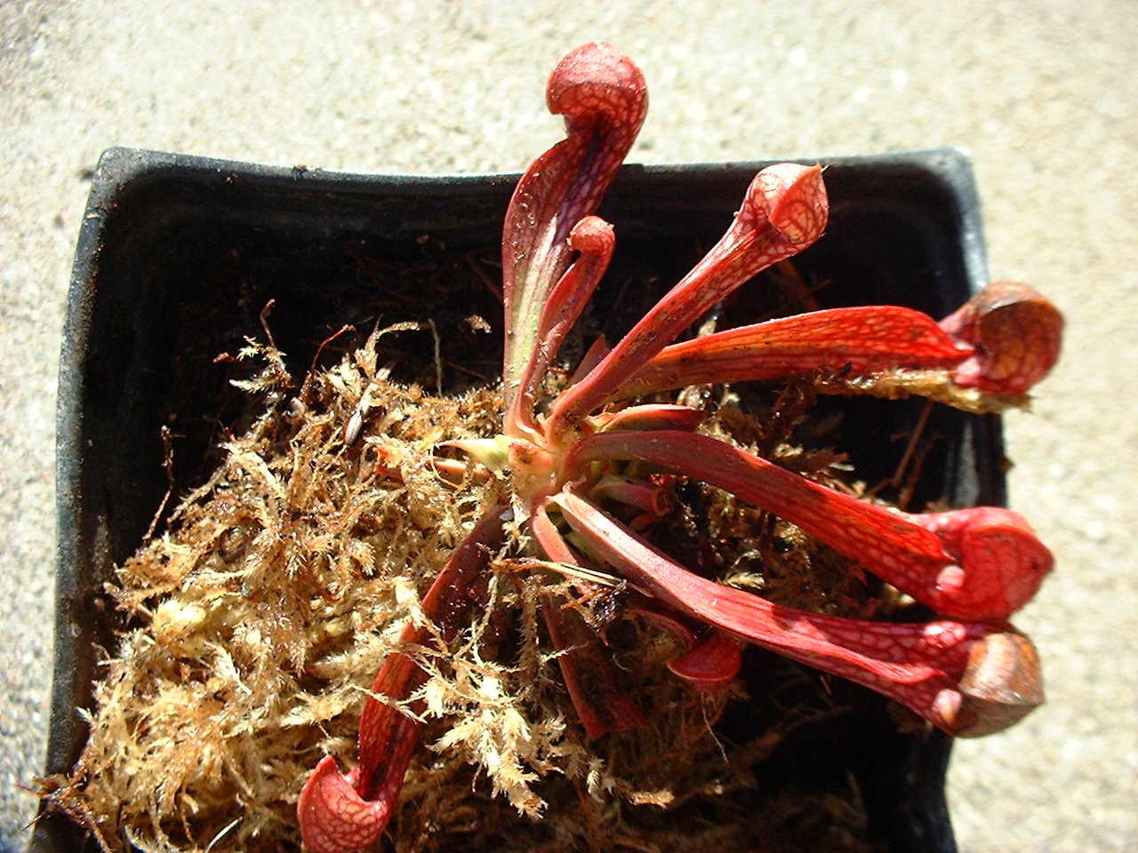 Sarracenia psittacina